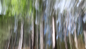 Bewegungsunschärfe im Wald