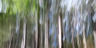 Bewegungsunschärfe im Wald