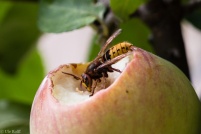 Hornisse auf Apfel